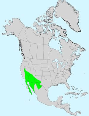 North America species range map for Manybristle Cinchweed, Pectis papposa: Click image for full size map.